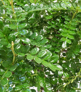 Zanthoxylum alberello