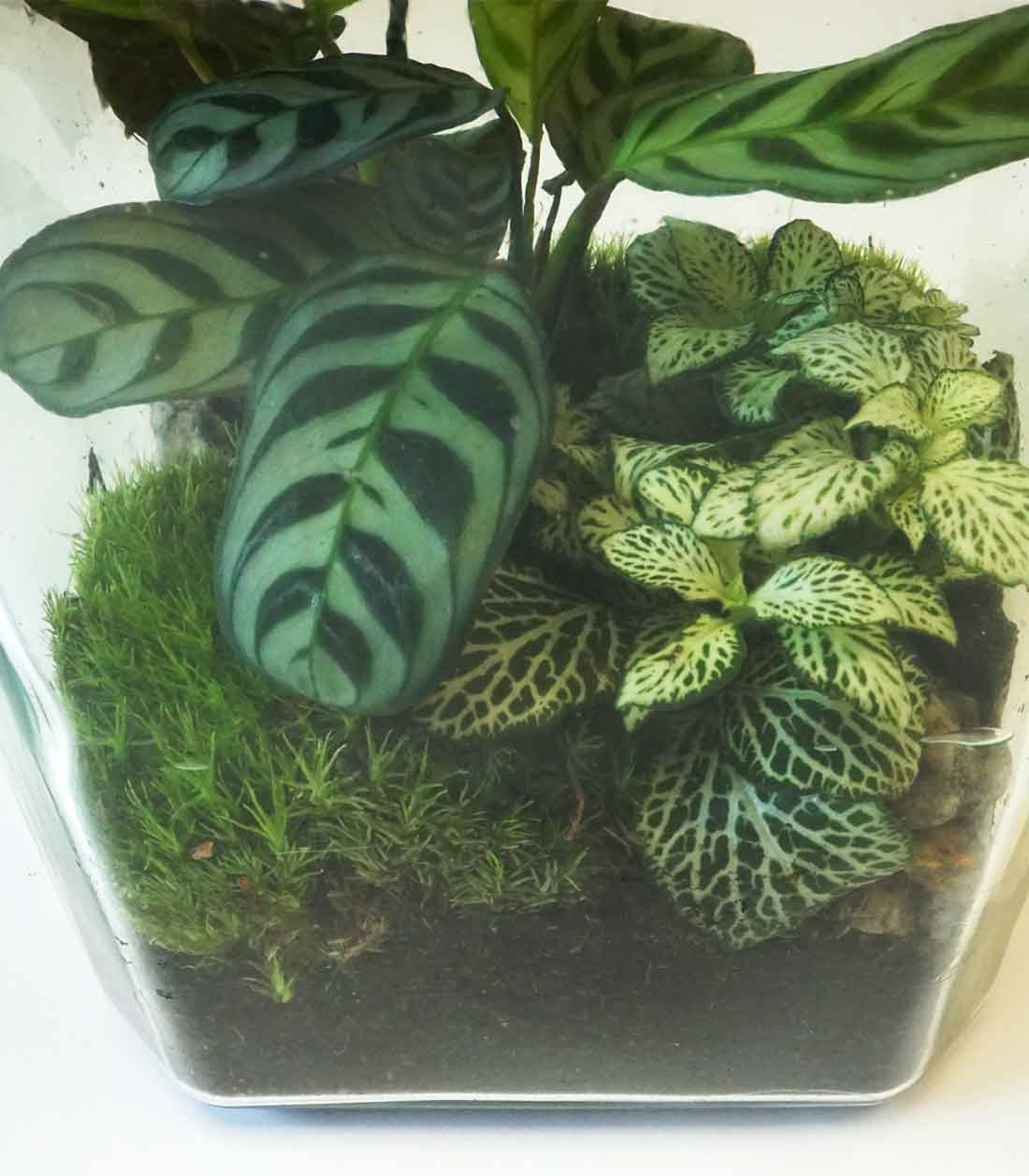 Terrarium mix con Calathea