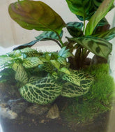 Terrarium mix con Calathea