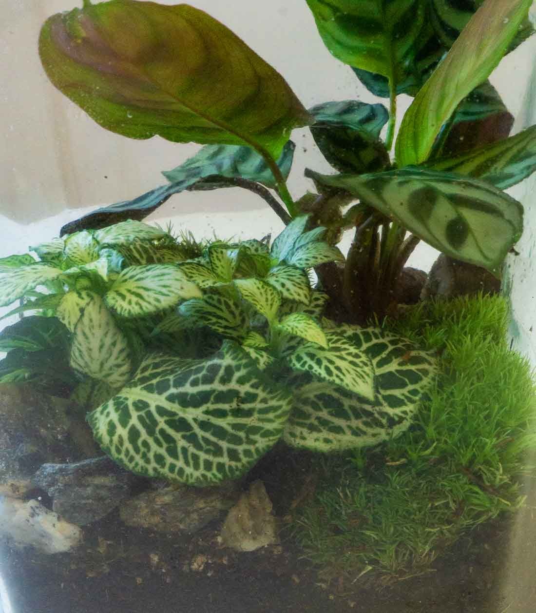 Terrarium mix con Calathea