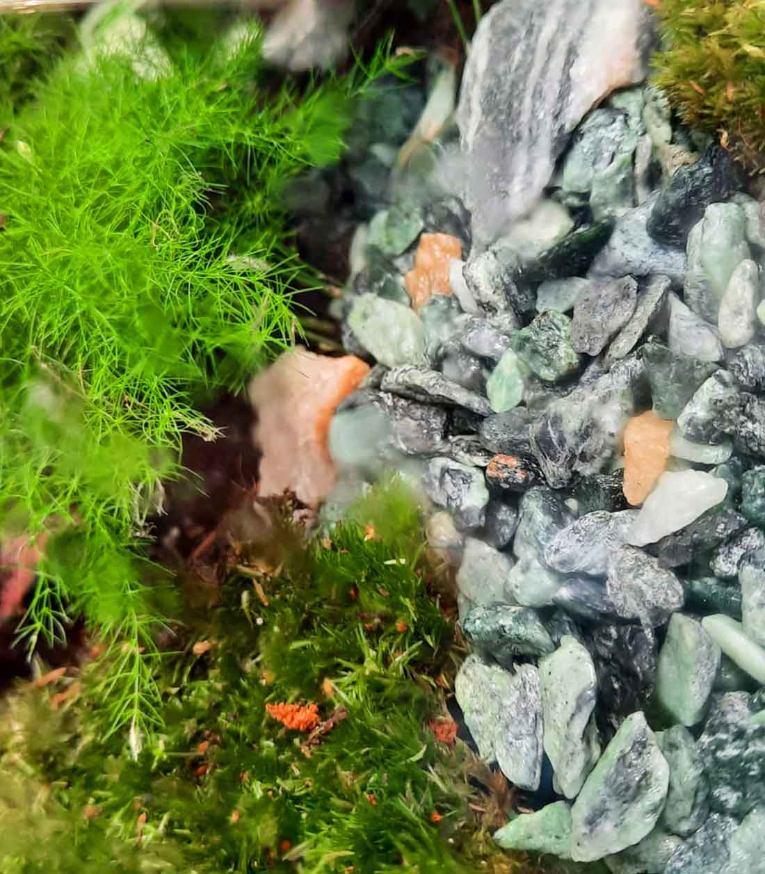 Terrario in vetro big con mix di piante