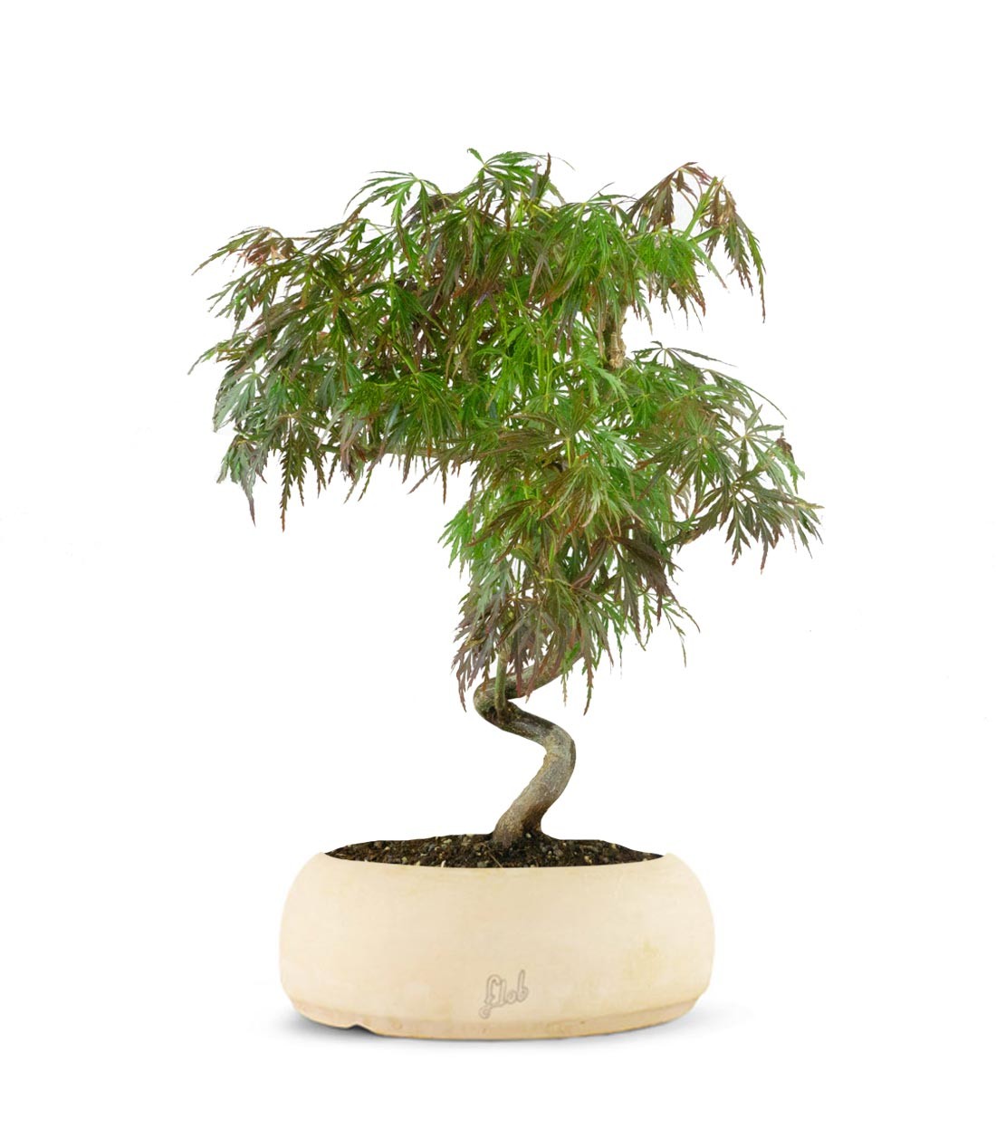 Acero palmato atropurpureum | bonsai 10 anni