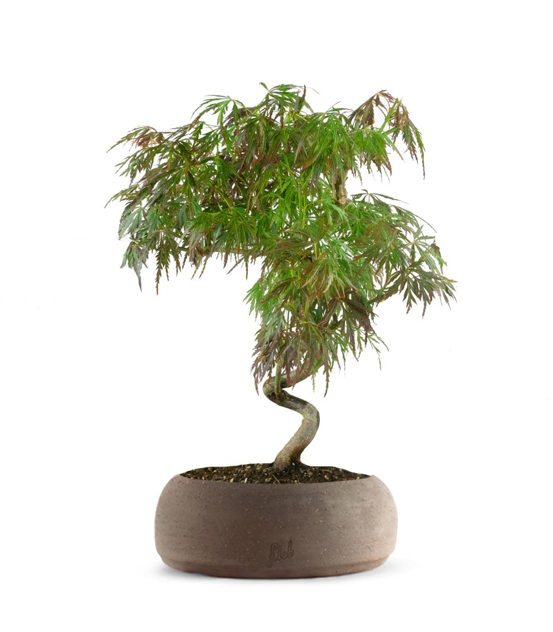 Acero palmato atropurpureum | bonsai 10 anni