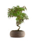Acero palmato atropurpureum | bonsai 10 anni