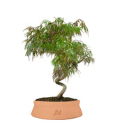 Acero palmato atropurpureum | bonsai 10 anni
