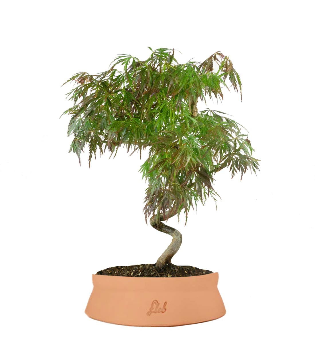 Acero palmato atropurpureum | bonsai 10 anni