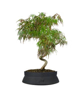 Acero palmato atropurpureum | bonsai 10 anni