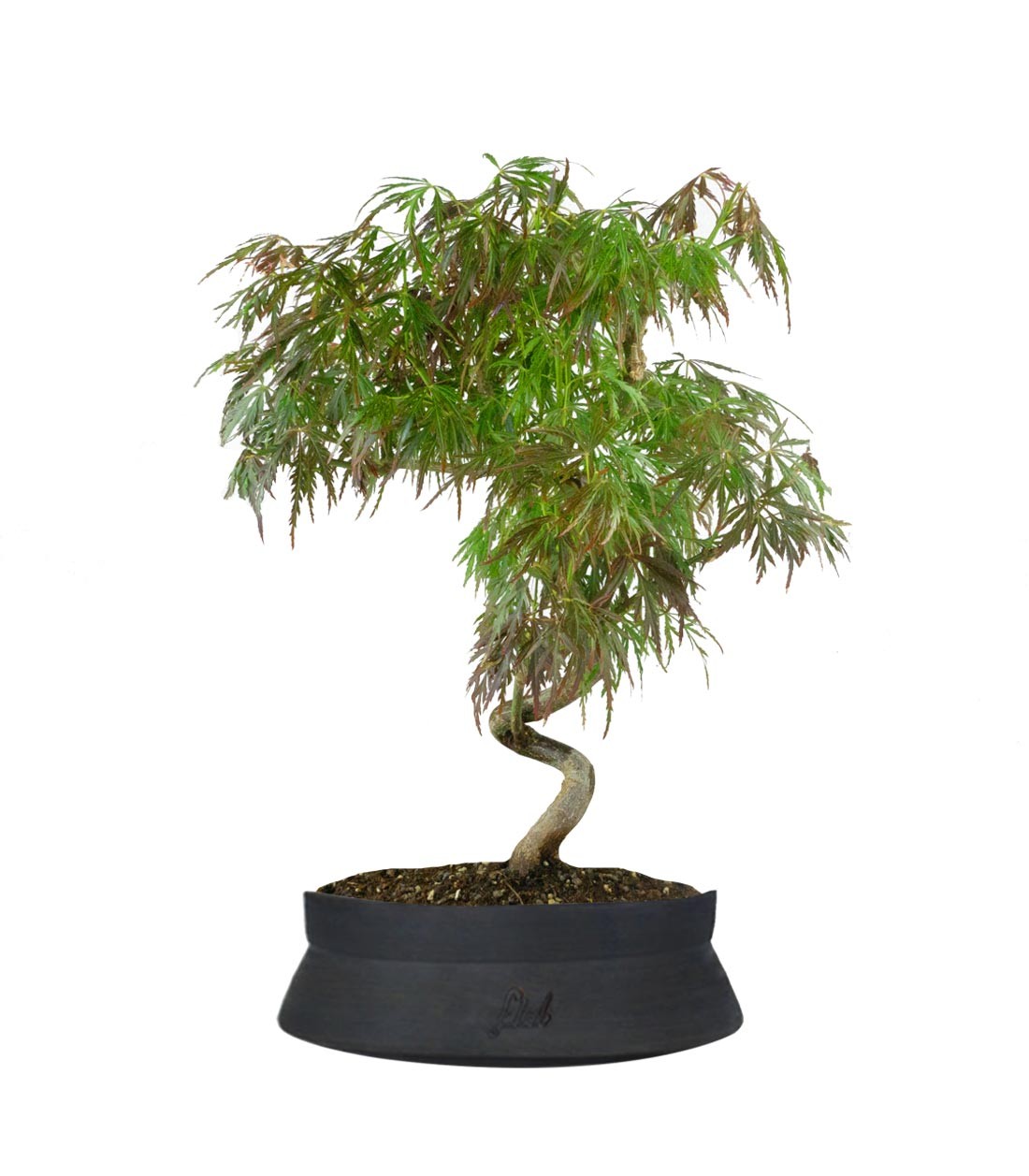 Acero palmato atropurpureum | bonsai 10 anni