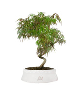 Acero palmato atropurpureum | bonsai 10 anni