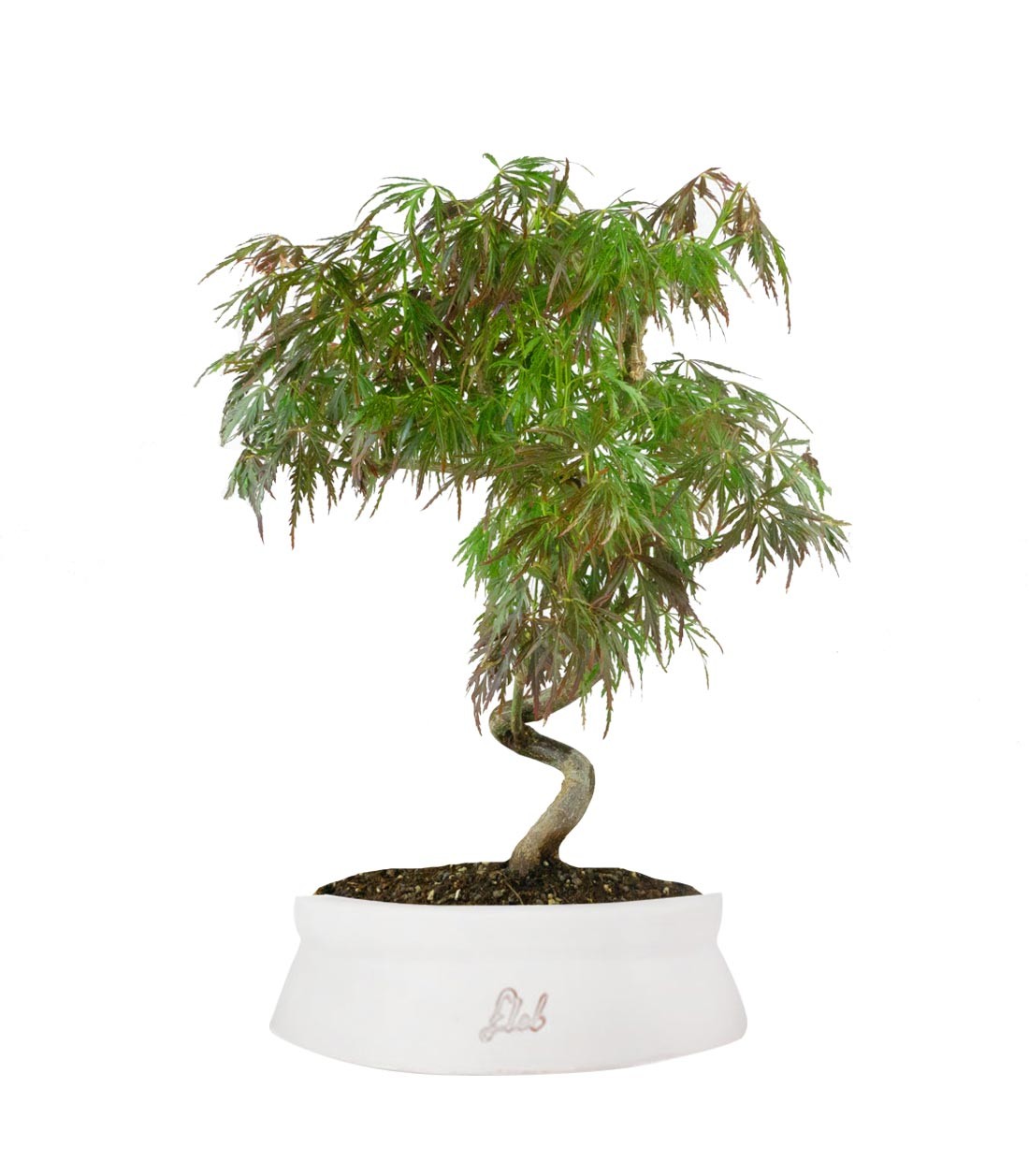 Acero palmato atropurpureum | bonsai 10 anni