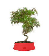 Acero palmato atropurpureum | bonsai 10 anni