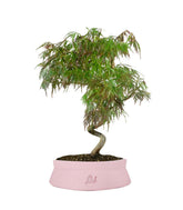 Acero palmato atropurpureum | bonsai 10 anni