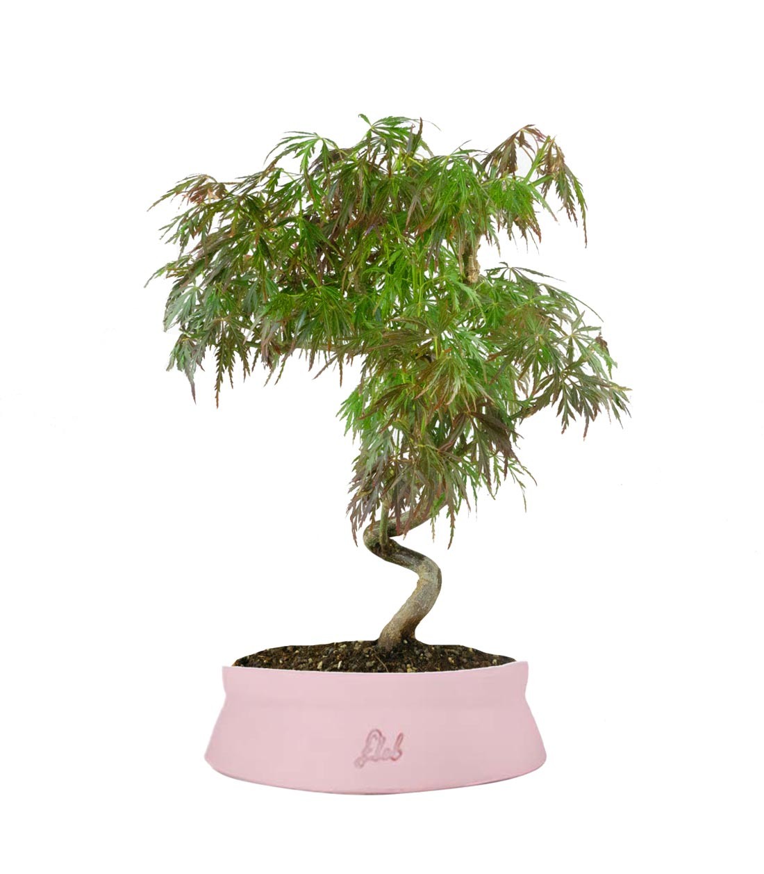 Acero palmato atropurpureum | bonsai 10 anni