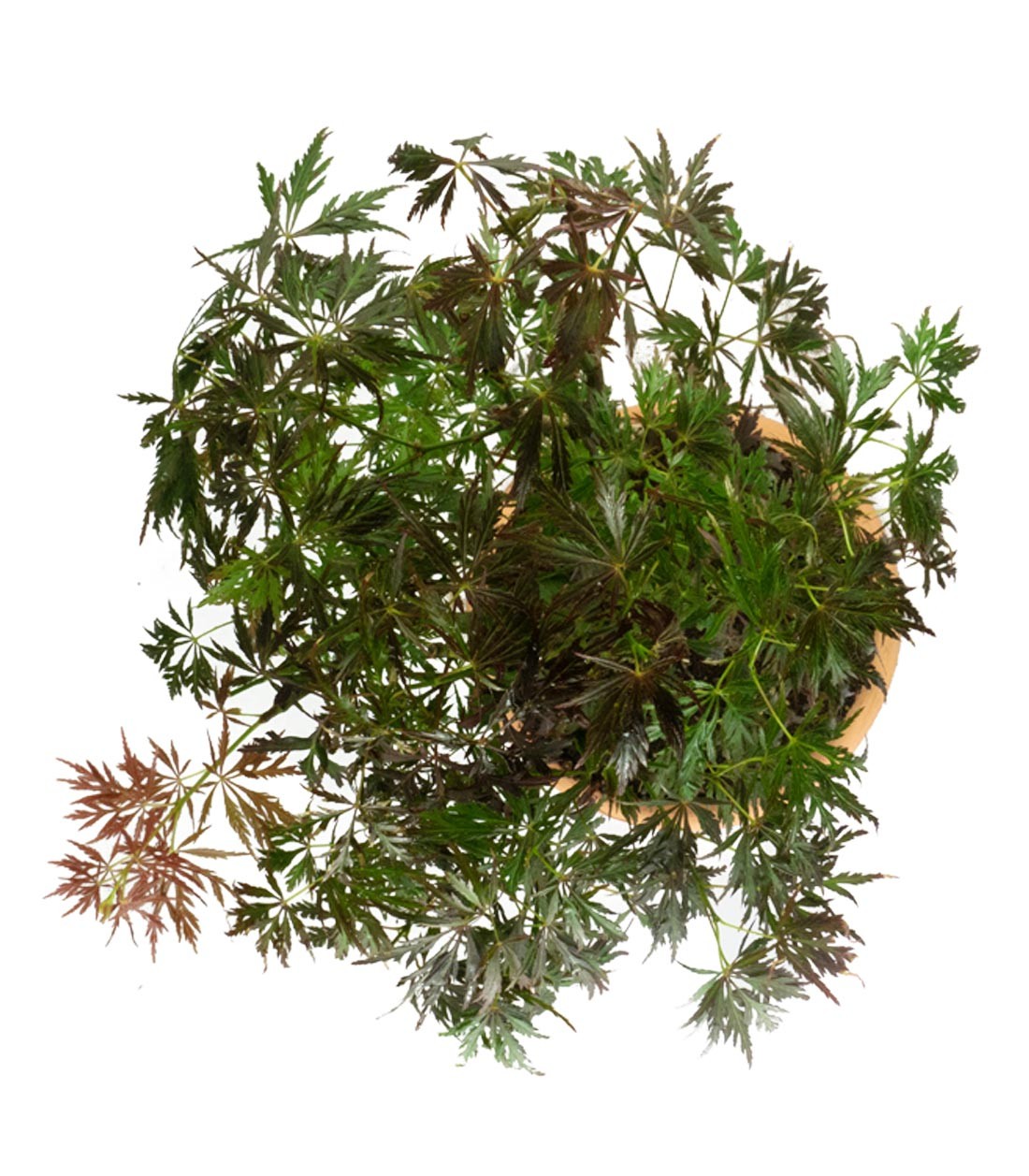 Acero palmato atropurpureum | bonsai 10 anni