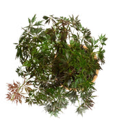 Acero palmato atropurpureum | bonsai 10 anni