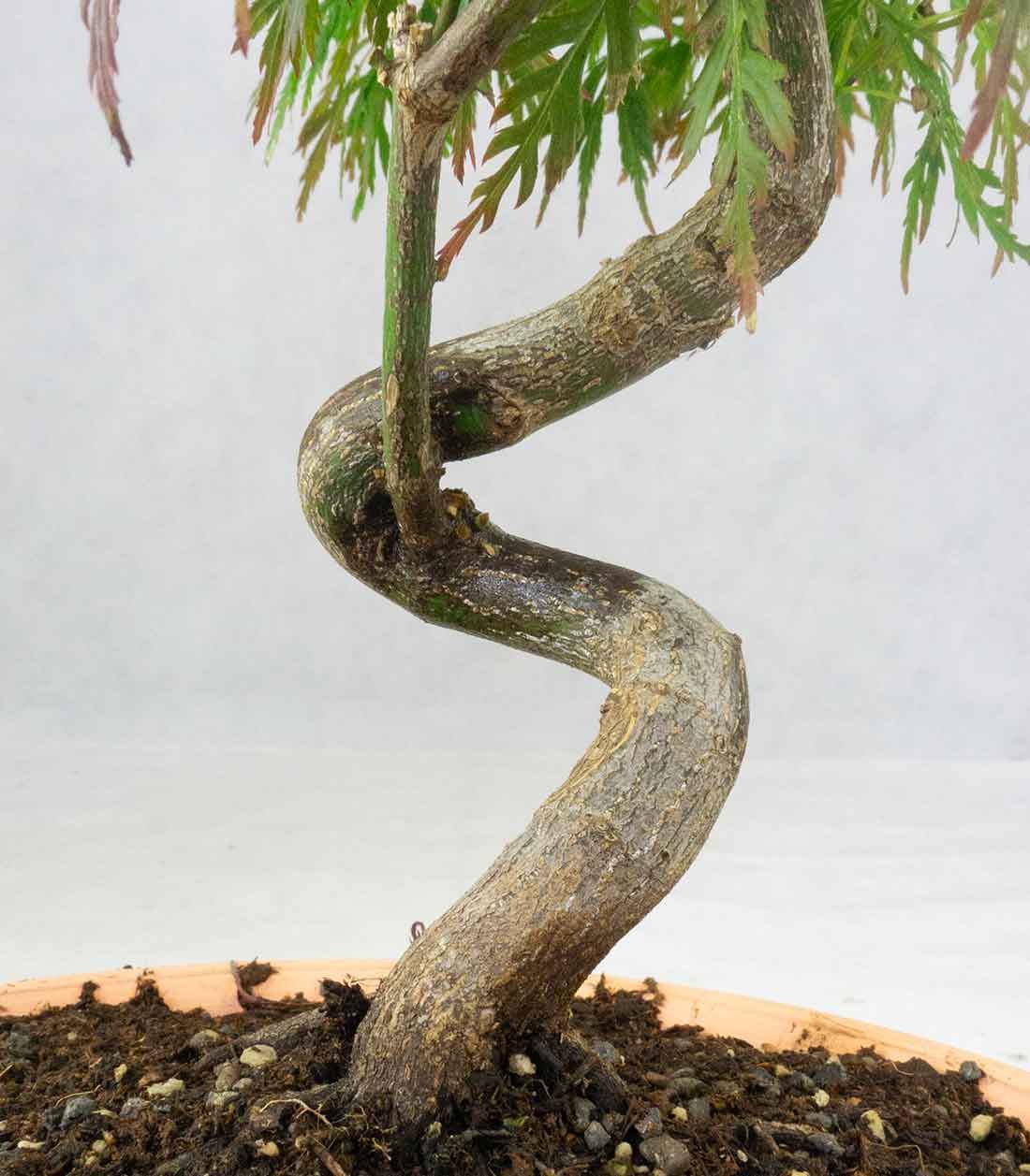 Acero palmato atropurpureum | bonsai 10 anni