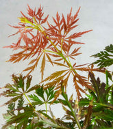 Acero palmato atropurpureum | bonsai 10 anni