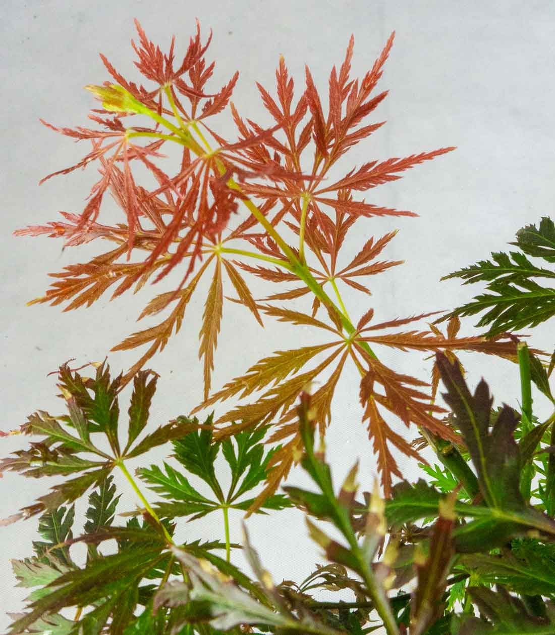 Acero palmato atropurpureum | bonsai 10 anni