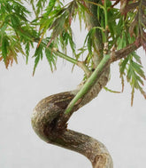 Acero palmato atropurpureum | bonsai 10 anni