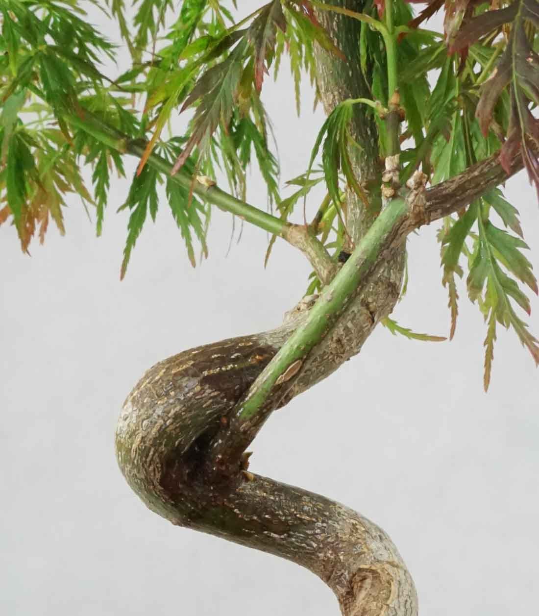Acero palmato atropurpureum | bonsai 10 anni