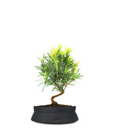 Podocarpus S