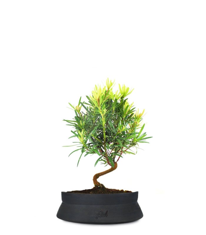 Podocarpus S