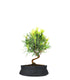 Podocarpus S