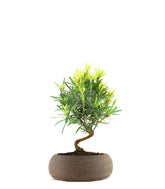 Podocarpus S