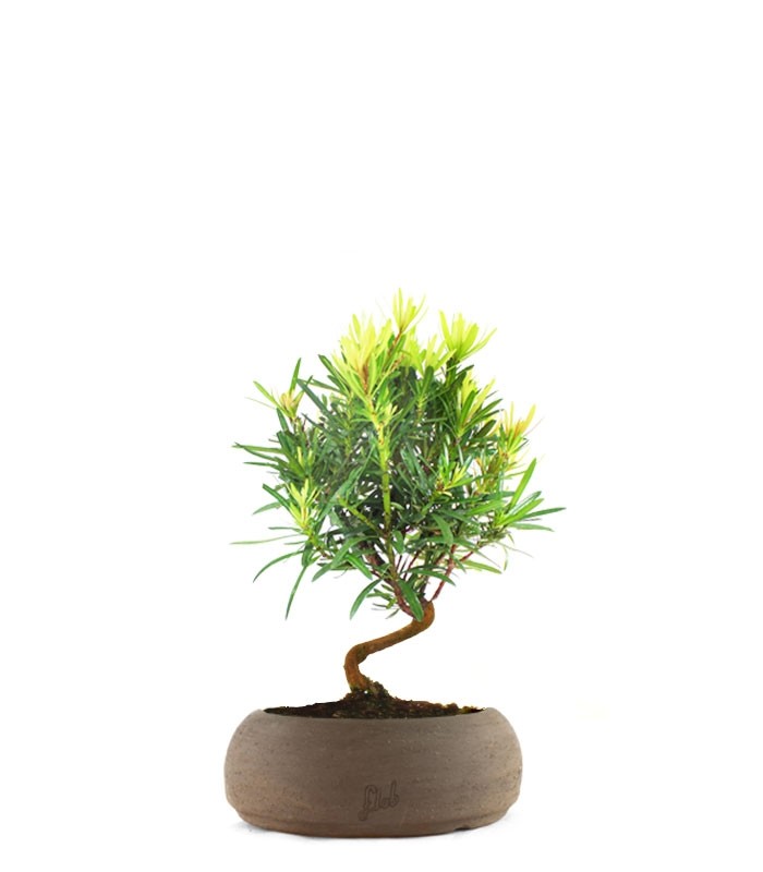 Podocarpus S
