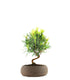 Podocarpus S