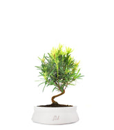 Podocarpus S