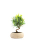 Podocarpus S