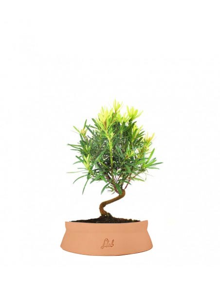 Podocarpus S
