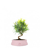 Podocarpus S