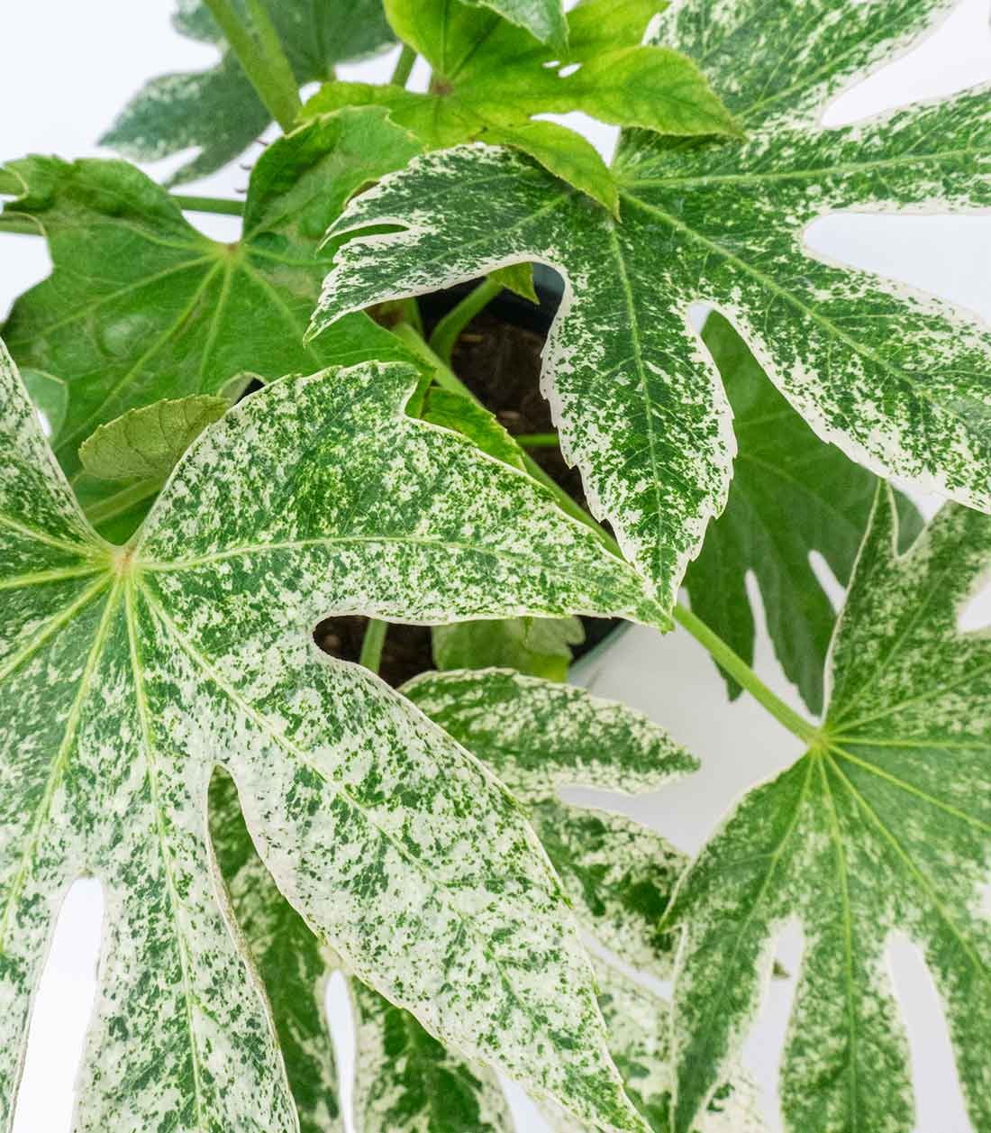Aralia | Variegata o Fatsia Giapponese