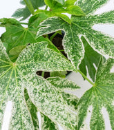 Aralia | Variegata o Fatsia Giapponese
