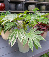 Aralia | Variegata o Fatsia Giapponese