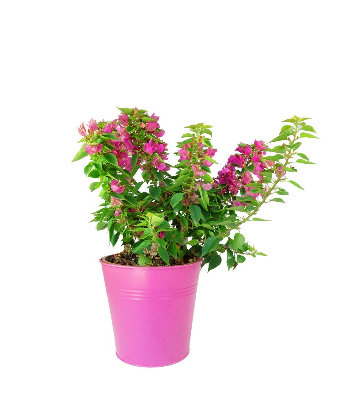 Bougainvillea da balcone in vaso