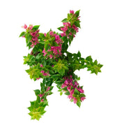 Bougainvillea da balcone in vaso