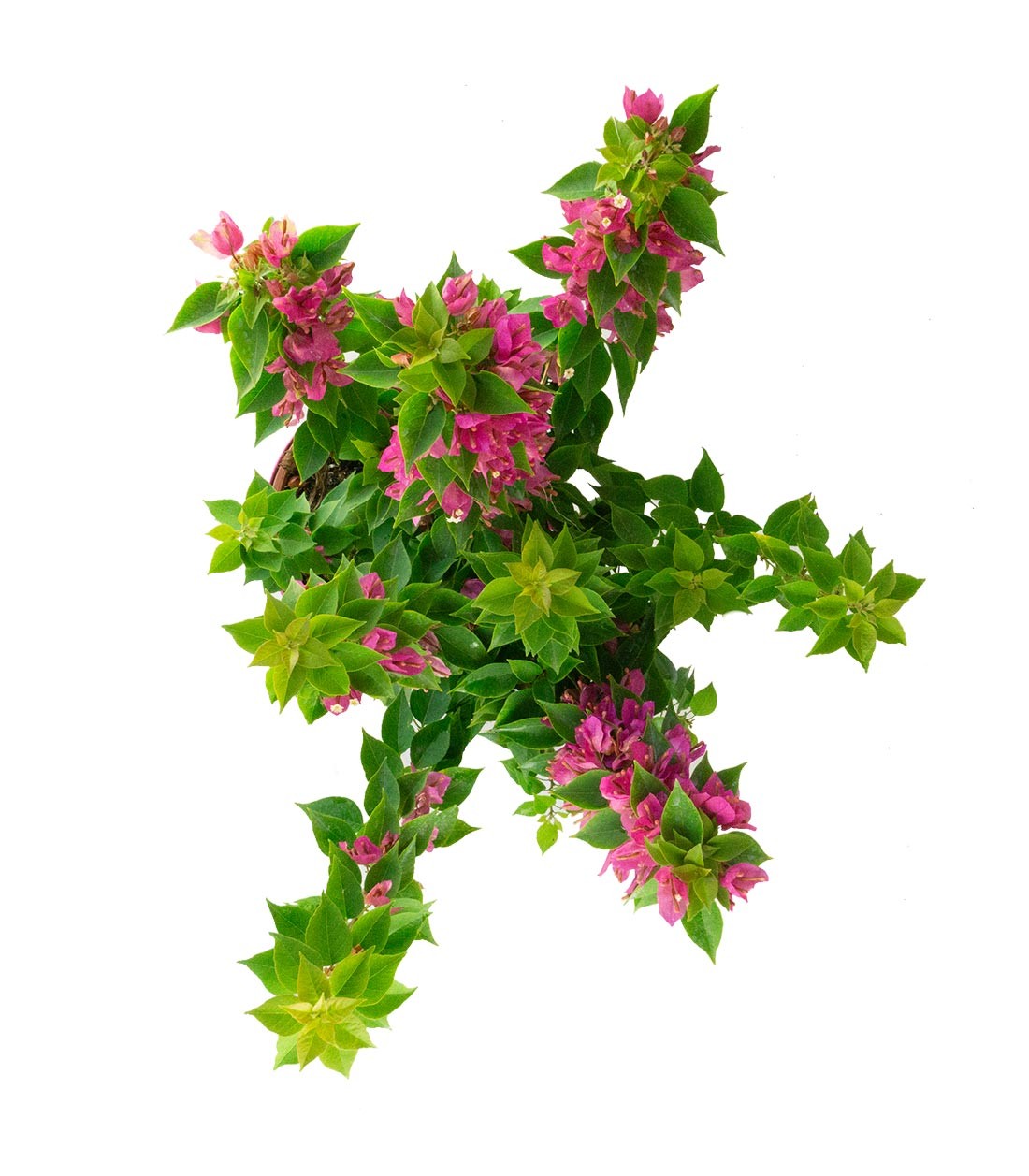 Bougainvillea da balcone in vaso