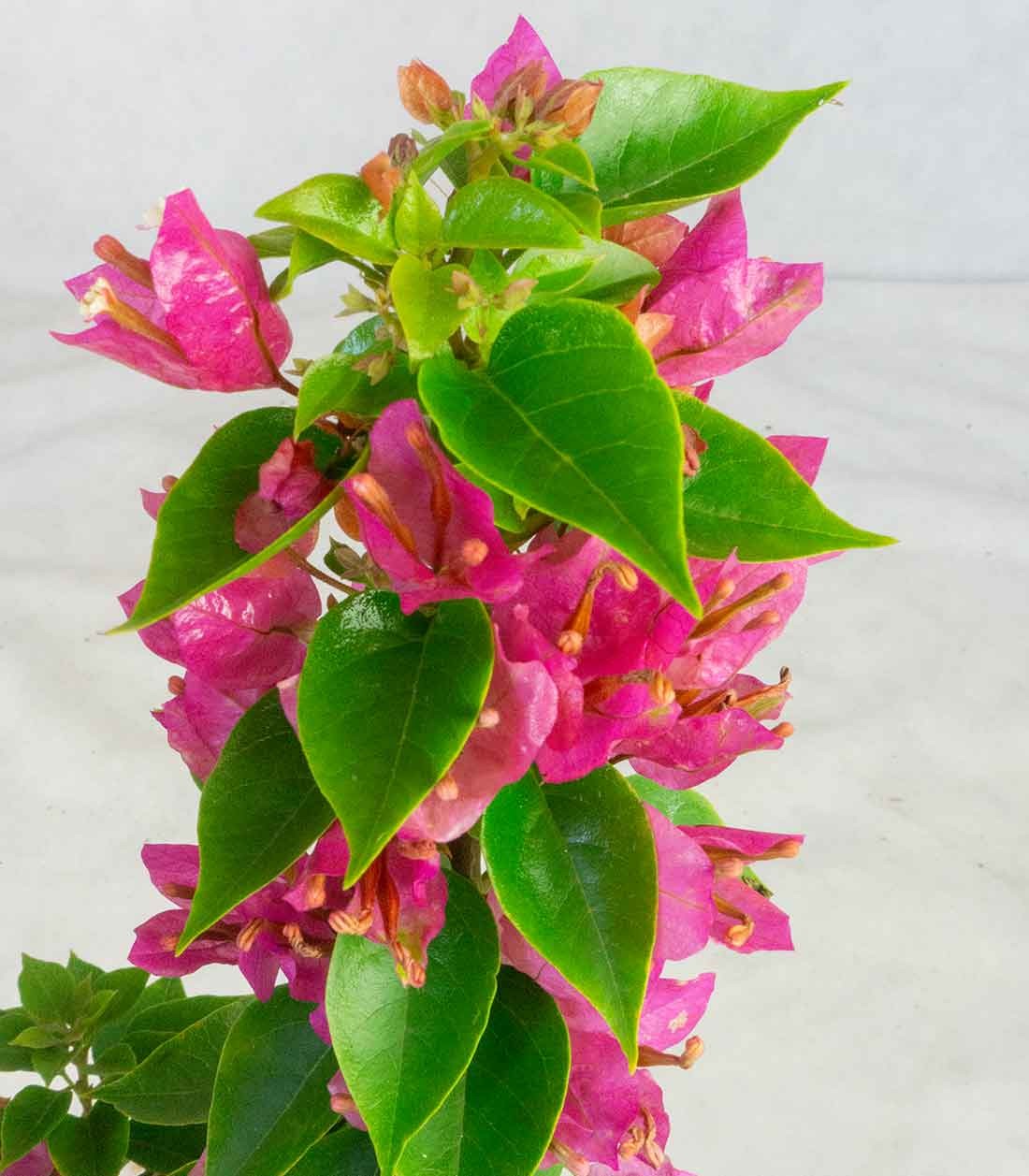 Bougainvillea da balcone in vaso