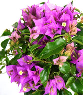 Bougainvillea alberello