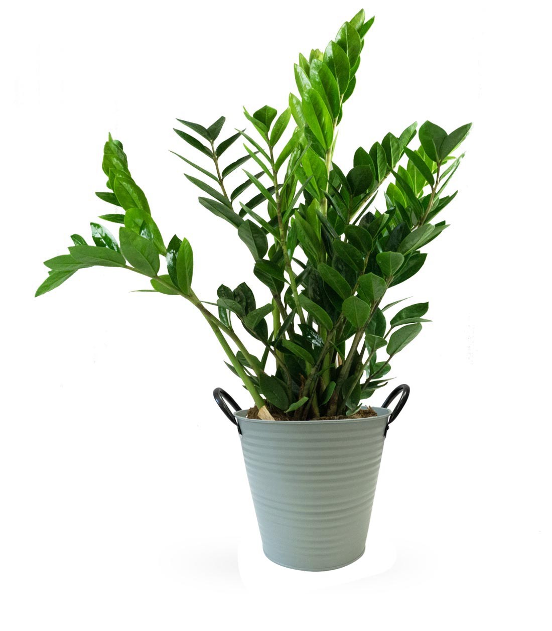 Zamia | Pianta di Padre Pio