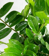 Zamia | Pianta di Padre Pio