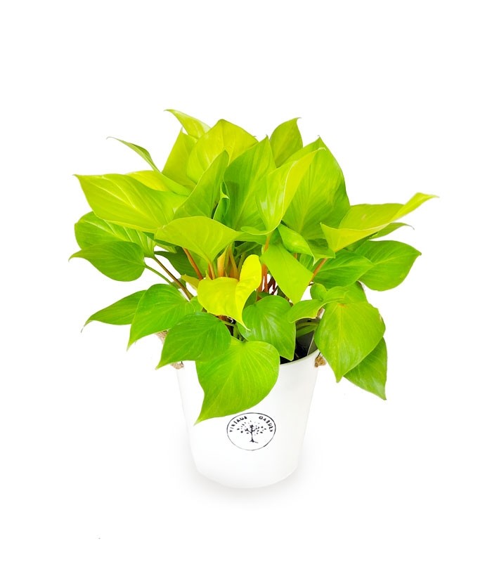 Filodendro Lemon Lime