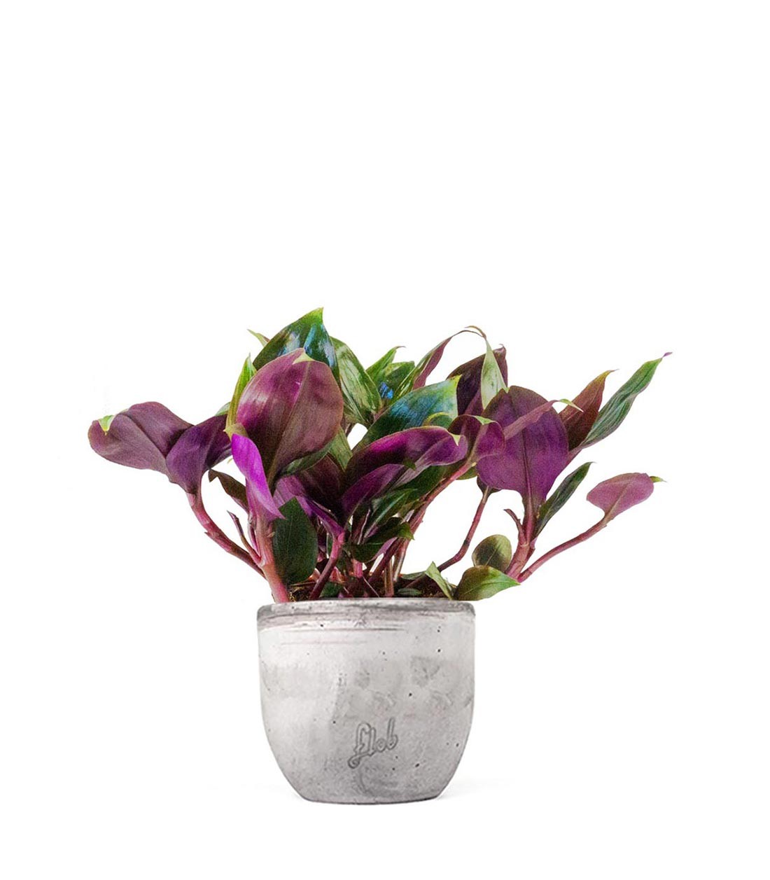 Tradescantia Roxxo