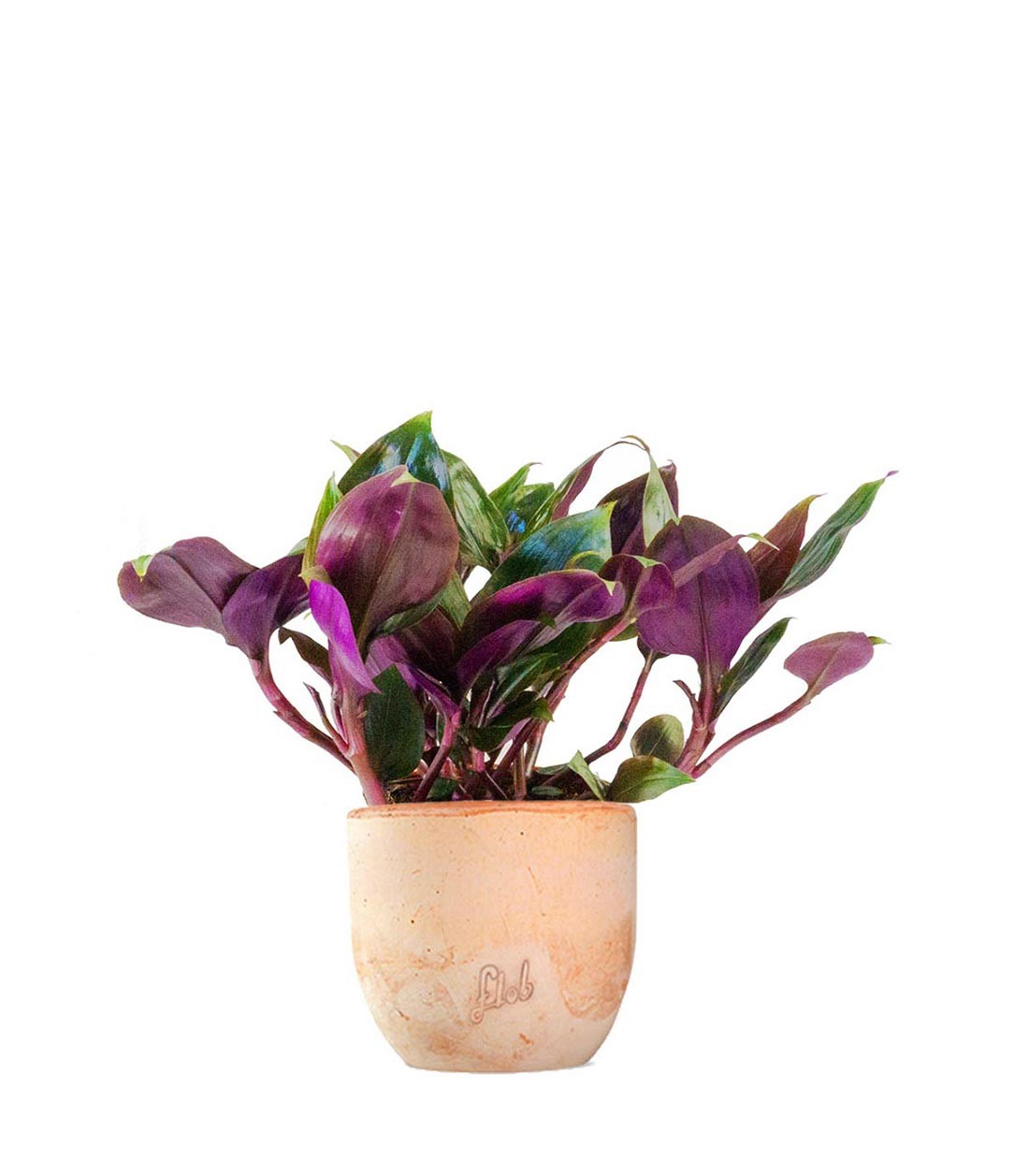 Tradescantia Roxxo