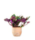 Tradescantia Roxxo