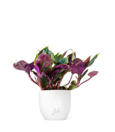 Tradescantia Roxxo