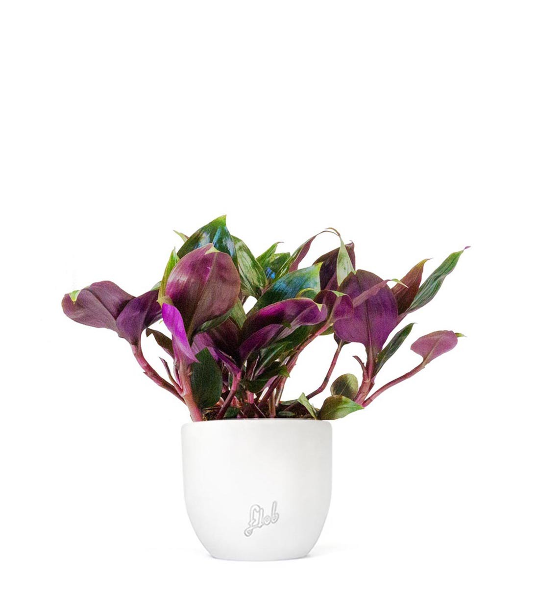 Tradescantia Roxxo
